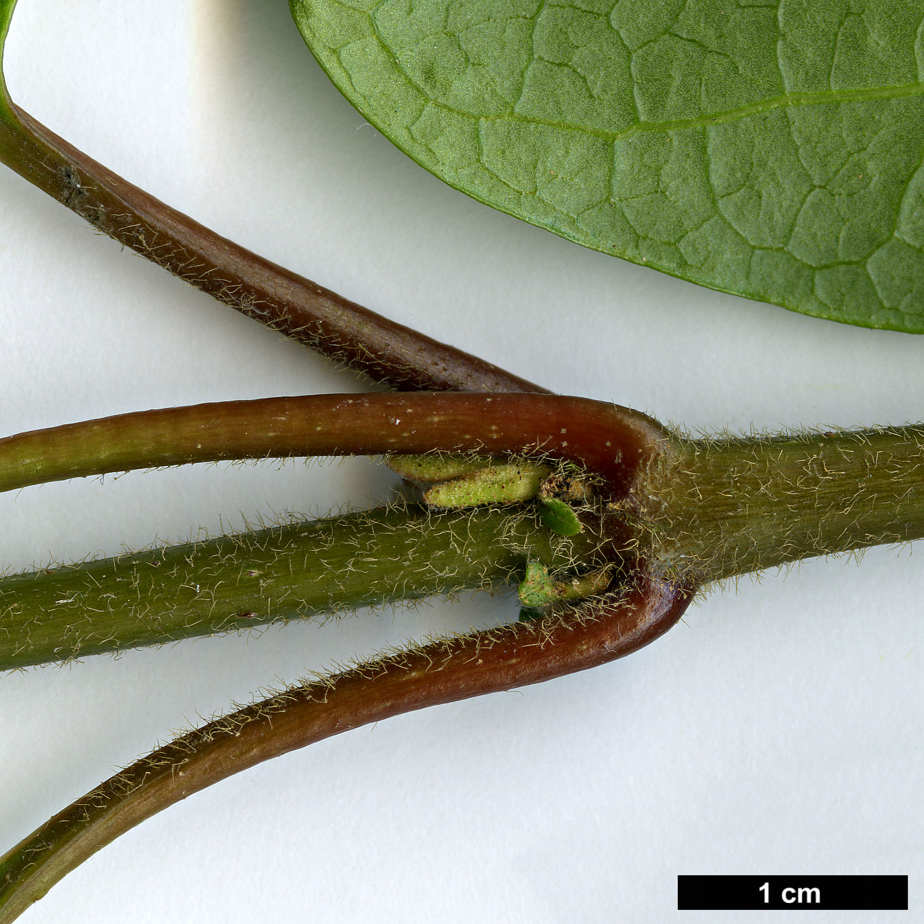 High resolution image: Family: Adoxaceae - Genus: Viburnum - Taxon: treleasei